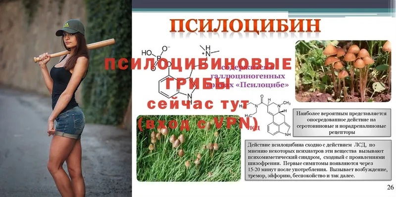 Галлюциногенные грибы Magic Shrooms  магазин продажи наркотиков  Великий Устюг 